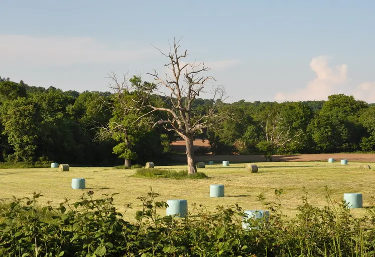 La présence de taupinières conduit à une baisse de la récolte de fourrages, une usure prématurée du matériel et une contamination par de la terre avec développement de bactéries butyriques.