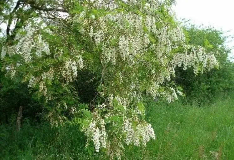 Robinier faux acacia.
