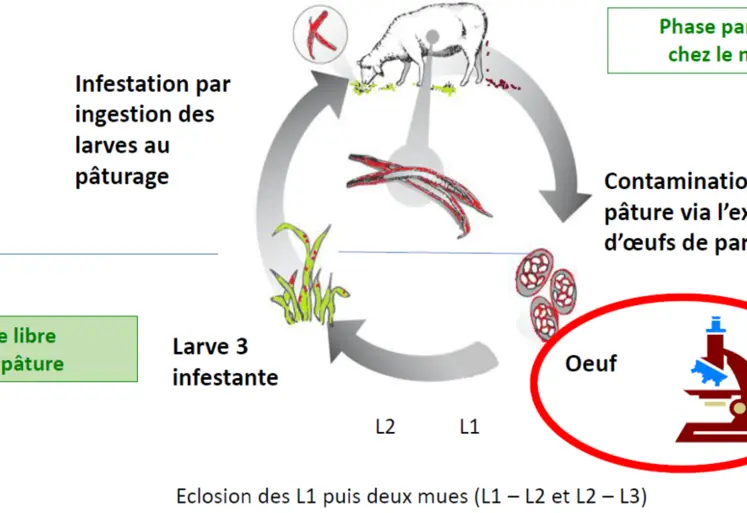 Les SGI chez les ovins présentent un cycle très simple et très efficace. Les deux principaux facteurs de variation sont l’immunité des moutons et les facteurs climatiques qui conditionnent la persistance des larves et leur vitesse de développement. Les larves se concentrent dans les cinq premiers centimètres de l’herbe, tout surpâturage favorise la contamination.
