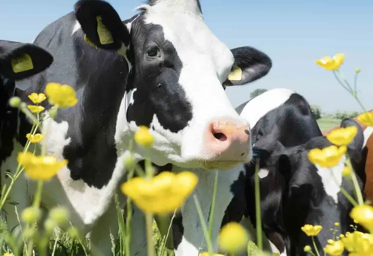 Le Cantal est le département de la région où la collecte laitière a le plus progressé fin 2025.