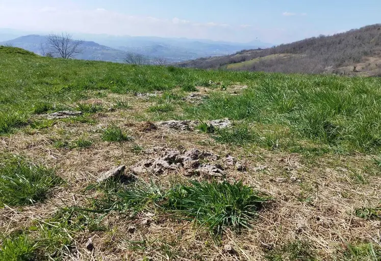 Le bale grazing est un pâturage hivernal dont les résidus de foin vont servir à réensemencer la prairie et les bouses la fertiliser. 