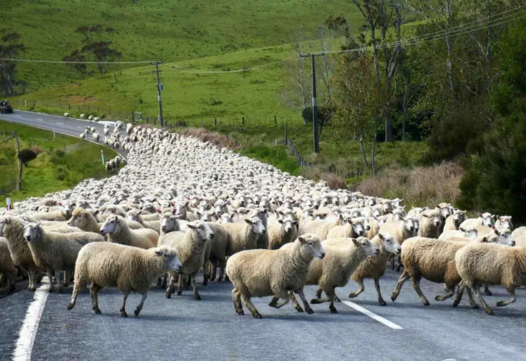 L’accord entre l'Europe et l'Australie prévoit l’ouverture d’un contingent de 25 000 tonnes de viande ovine australienne.