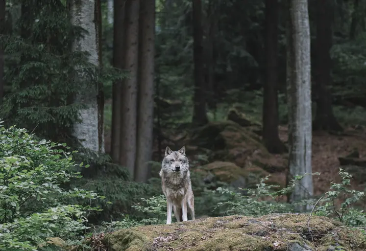 loup dans un forêt