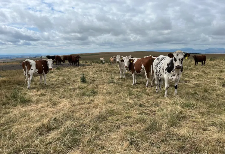 Vaches laitières dans un pâturage de montagne