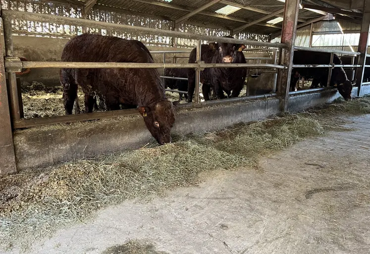 Jeunes bovins salers en train de manger dans une étable