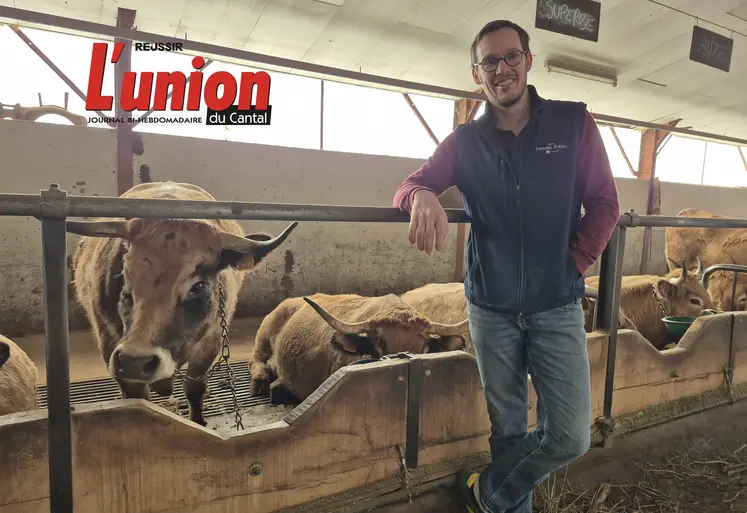 Un homme devant une rangée de vaches aubrac.
