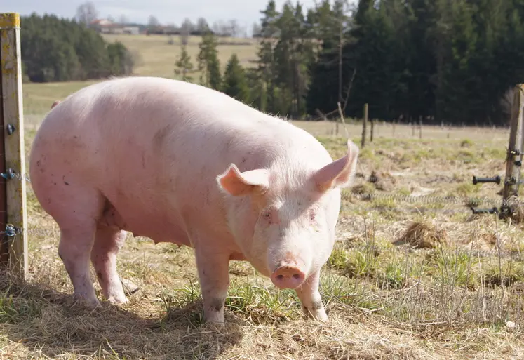 Les scientifiques ont révélé que les sangliers étaient responsables de la contamination des porcs en Roumanie mais que l'inverse avait également eu lieu. 