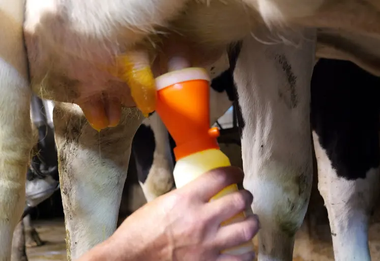 Trempage des trayons des vaches laitiÃ¨res Ã  la fin de la traite.Trempage des trayons des vaches laitiÃ¨res Ã  la fin de la traite.