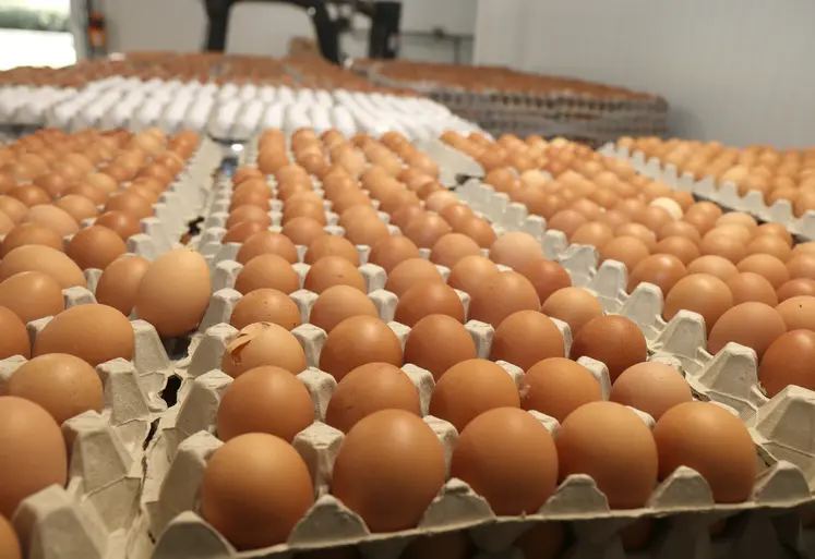 La consommation annuelle moyenne par Français est de 237 œufs et ovoproduits contre 199 en 2015.