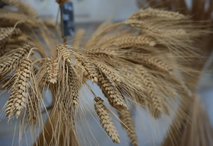 Épis de blé présenté par les chercheurs de l'INRAE.