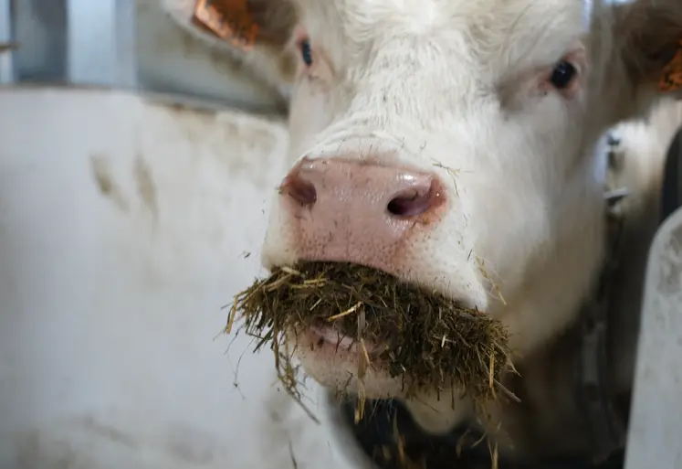 Taurillon charolais testé sur le GreenFeed.