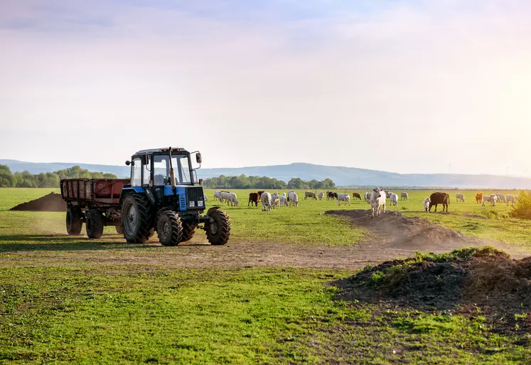Tracteur et vaches