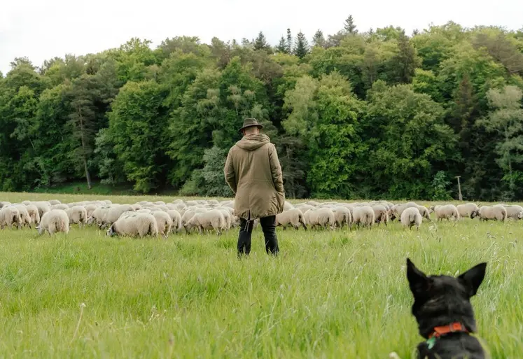 Le troupeau itinérant du Lycée de Rochefort-Montagne est arrivé à Aydat le 12 mai dernier, accompagné de son berger. 