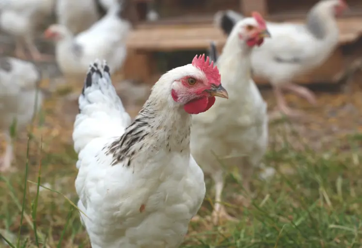 Poulet du Bourbonnais.