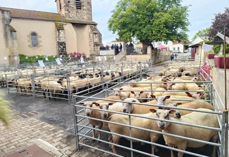 vue d'ensemble foire ovine Louroux-Hodement 2026
