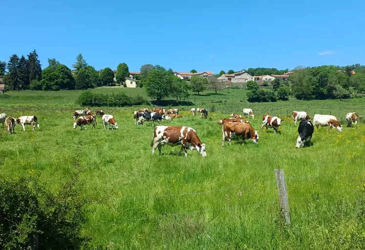 Vaches au pâturage