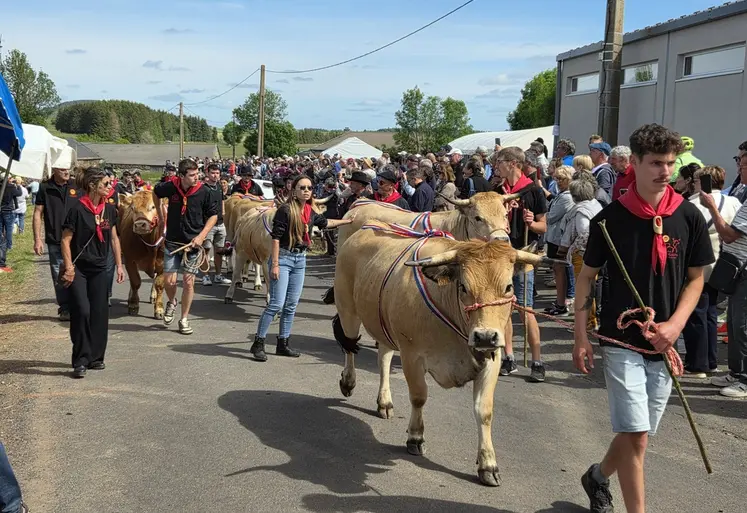 Les bovins Fin Gras du Mézenc étaient de sortie aux Vastres.