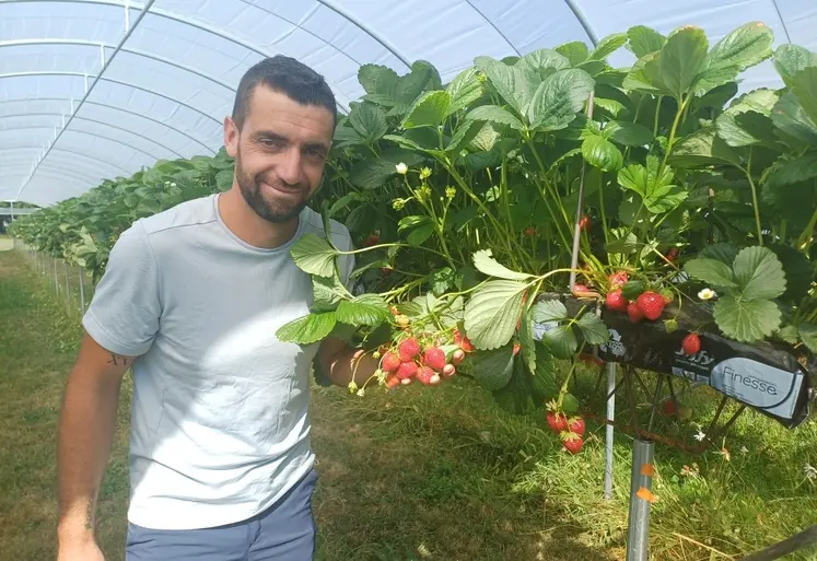 Les plants de petits fruits plantés par Alexandre Clémenson entrent en production.