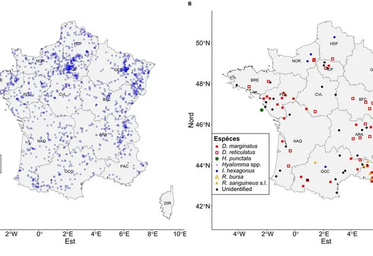 Si Ixodes ricinus reste de loin la tique la plus présente en France, d’autres espèces sont également rencontrées.