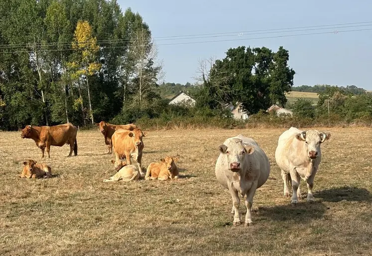 Les troupeaux souffrent actuellement de la canicule.