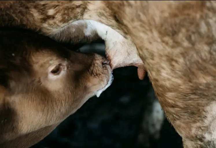 veau sous la mère