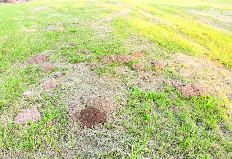un champ infesté de campagnols