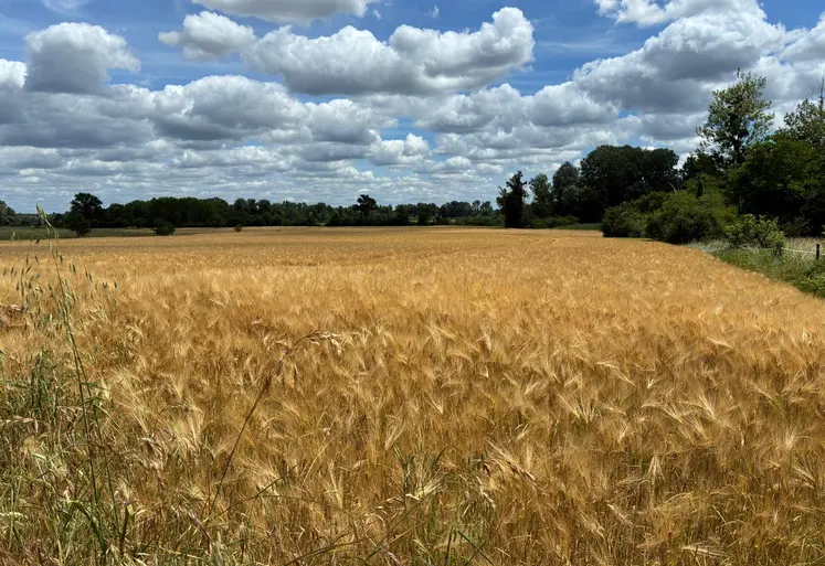 Les fortes chaleurs précoces ont accéléré le cycle des céréales.