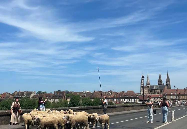 troupeau de moutons sur le pont Régemortes de Moulins