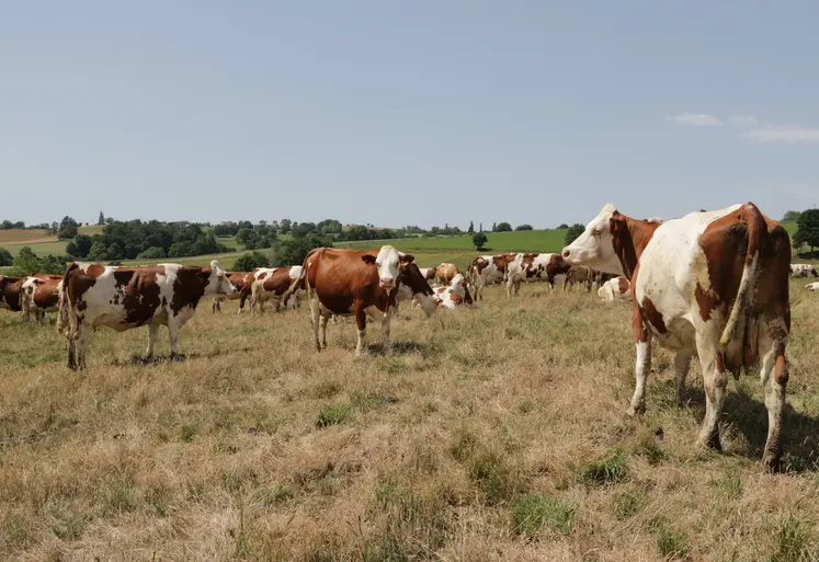La pousse de l'herbe est aujourd'hui stoppée à toutes les altitudes. 