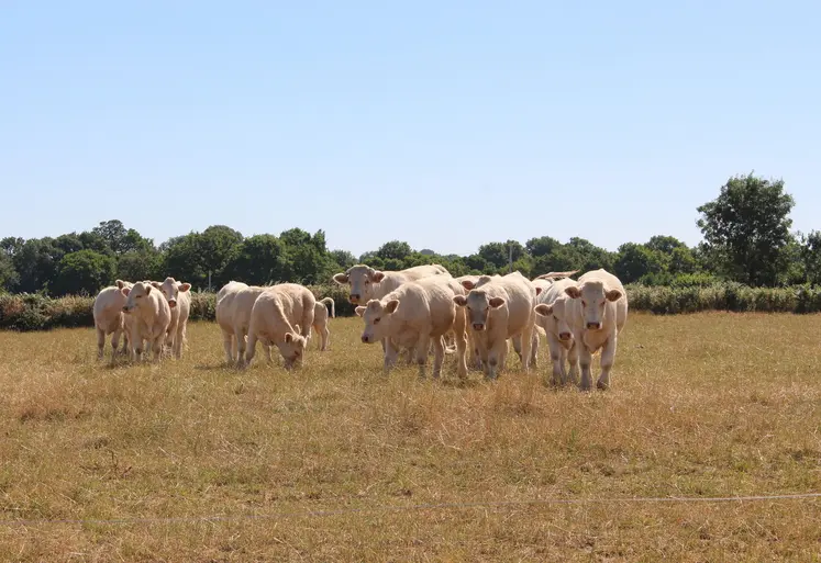 L'intégralité du département du Puy-de-Dôme est désormais concerné par le manque d'herbe. À l'échelle de la France, aucune région n'est épargnée. 