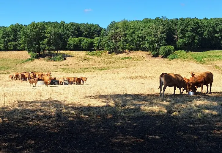 Les bovins sont très sensibles à la chaleur. Dès 20-22°C, ils ont du mal à s’autoréguler. La taille de leurs poumons les handicape, leur capacité pulmonaire étant trois fois inférieure à la nôtre, à poids équivalents ! Au pâturage, les parcelles doivent présenter des zones ombragées. En bâtiment, la ventilation est bénéfique. La nuit, le bâtiment sera ouvert au maximum pour créer des courants d’air pour le rafraichir. En journée, il sera fermé afin de laisser rentrer le moins d...