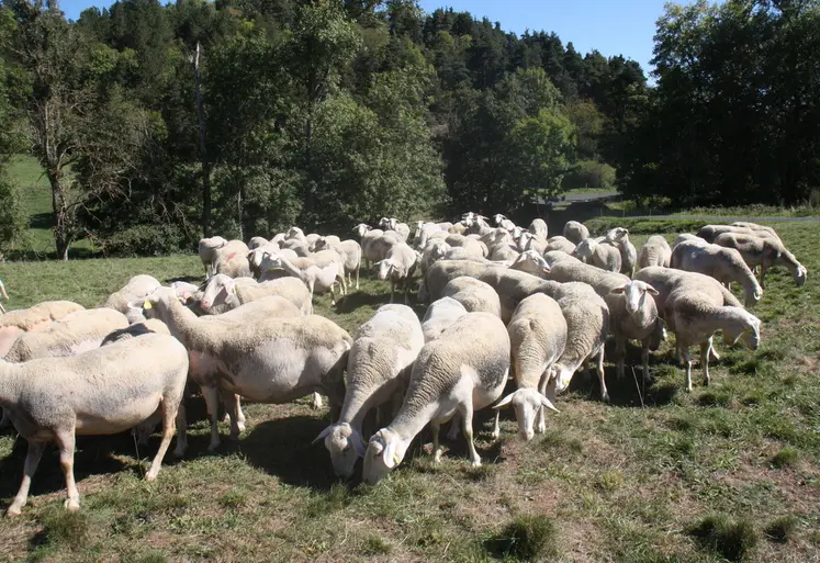 La contamination aux strongles digestifs est directement liée au pâturage.