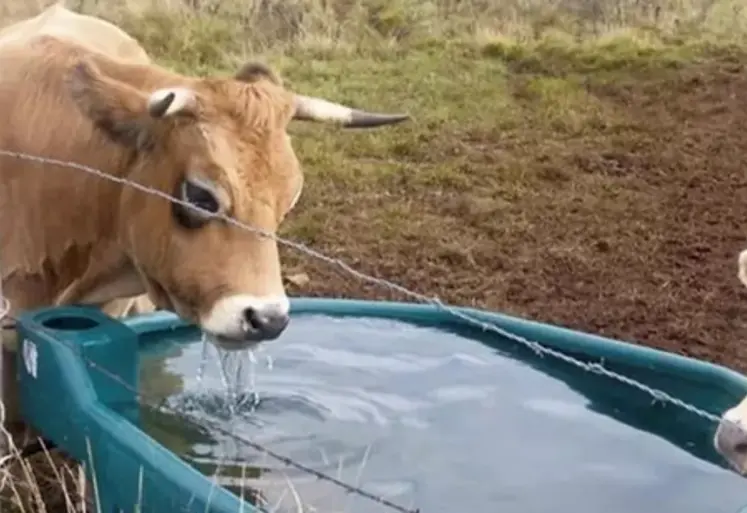 Le changement climatique amplifie les besoins en eau des animaux d'élevage, en raison du stress thermique.