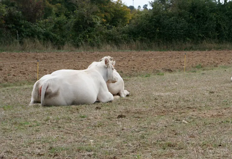 Les fortes chaleurs entrainent une baisse des performances de l'ensemble des animaux d'élevage.