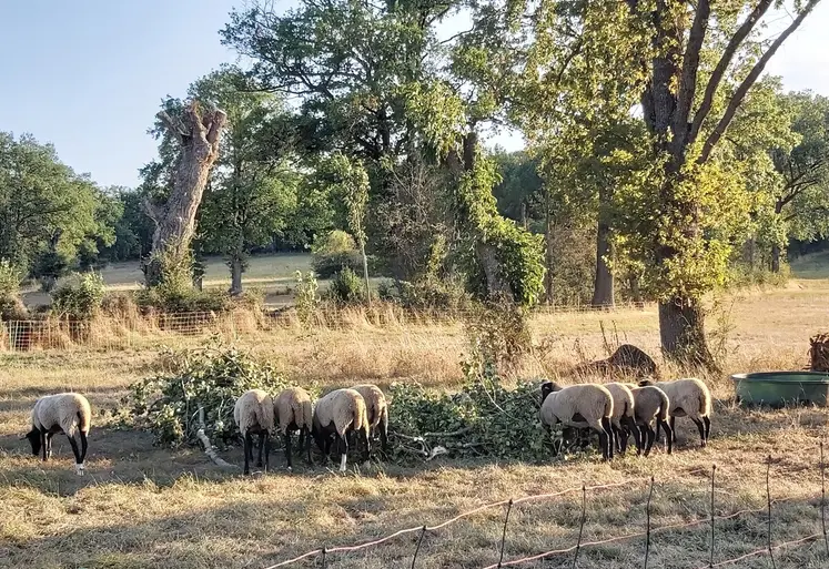 En période de sécheresse, les feuilles encore vertes des arbres peuvent être une source d'alimentation complémentaires pour les troupeaux. 