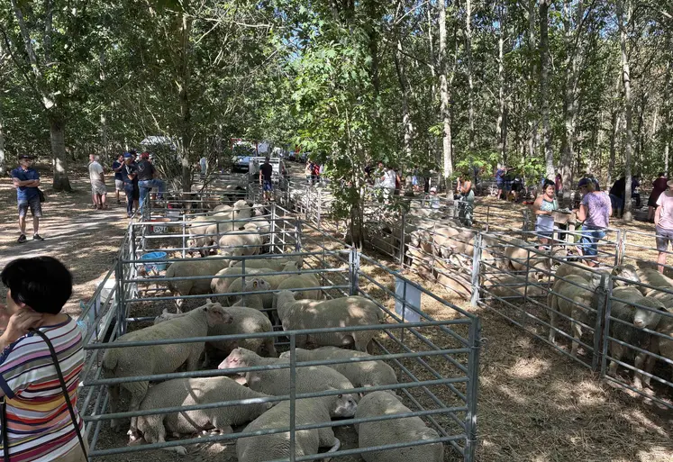 Foire de Neuvy 2026
