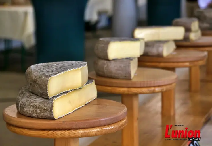 fromages saint-nectaire