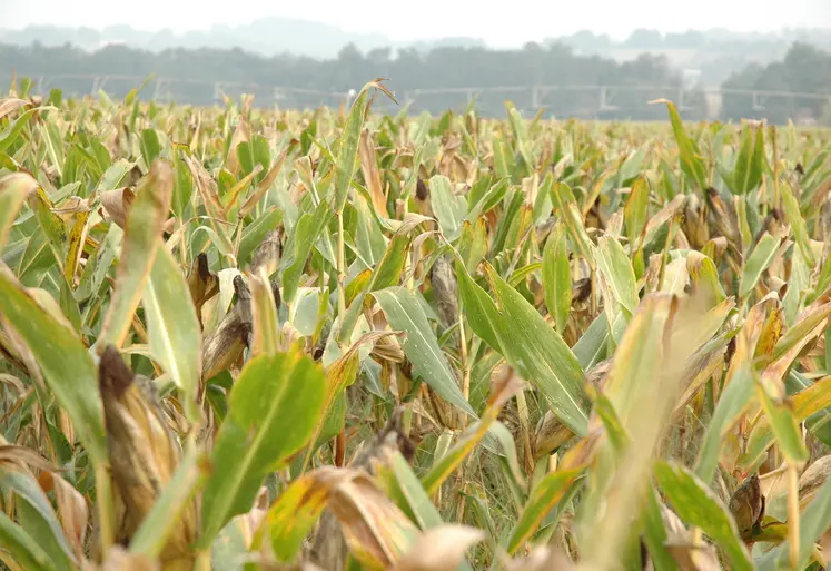 Le remplissage des grains de maïs pourrait être insuffisant, entraînant une baisse de la teneur en amidon et donc de la valeur énergétique des ensilages.