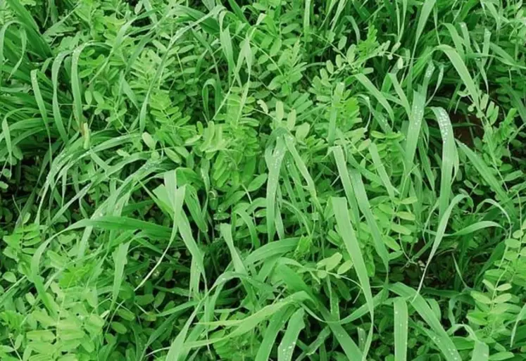 Couvert végétal avoine + vesce