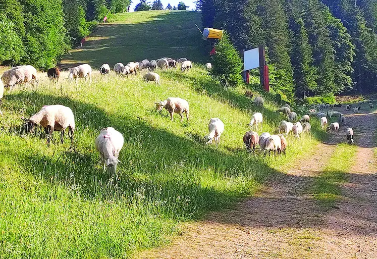 Des moutons en train de pâturer