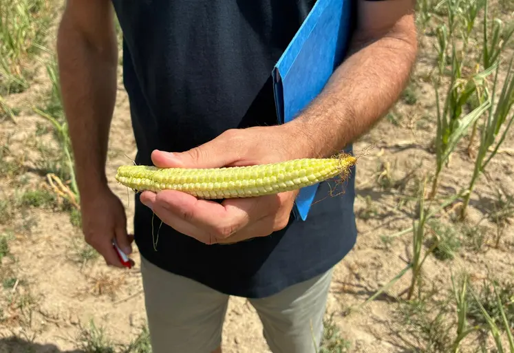 Au GAEC des Chalots, à Lusigny, les maïs sont verts