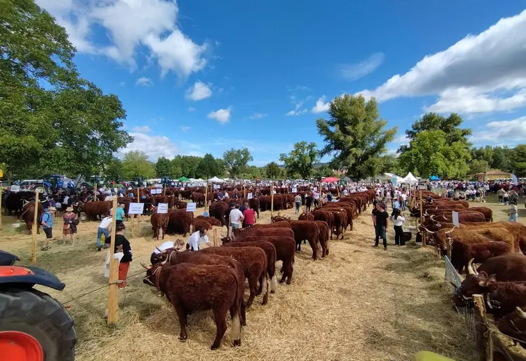 Le concours interdépartemental s'est déroulé à Brassac-les-Mines où 36 élevages ont présenté des animaux. 