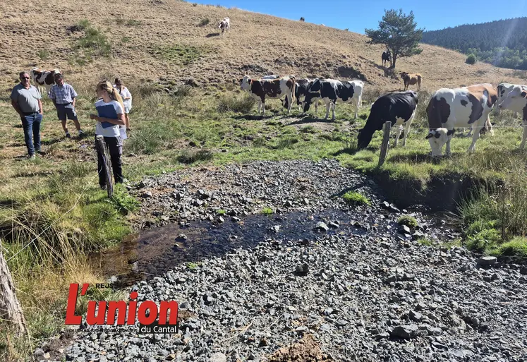 Des personnes face à des vaches.