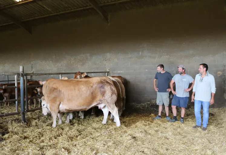 Quatre vaches aubrac dans le bâtiment, leur propriétaire et deux techniciens.