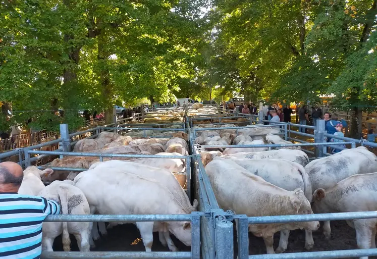 Foire aux broutards 2025 de Marcillat-en-Combraille