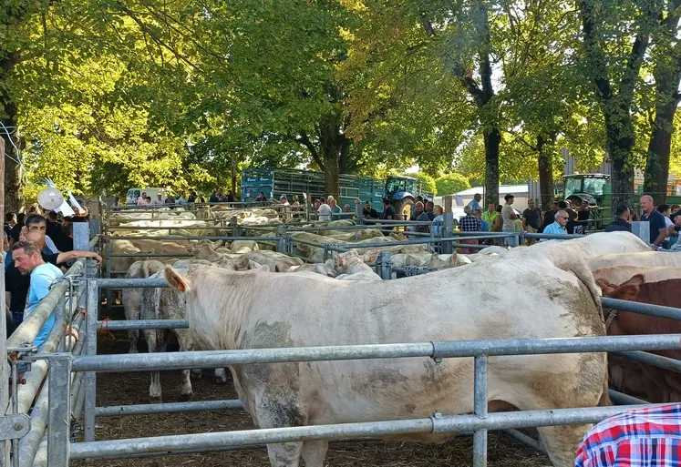 broutards à la Foire de Marcillat-en-Combraille