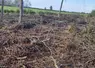 une parcelle agricole avec des branches au sol, du bois mort, des souches