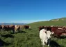 Vaches au pâturage montagne.
