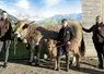 Autour d'Océannie et Volcan, vache Aubrac et son veau, se trouvent Lise, Alexandre et Isabelle Trigosse.
