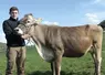 Yoan Valentin et la vache brune qu'il a présenté en concours
